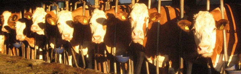 Datei:Kühe Stall Edt.jpg