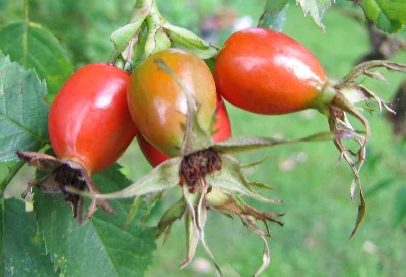 Datei:SG Hetscherkln.jpg