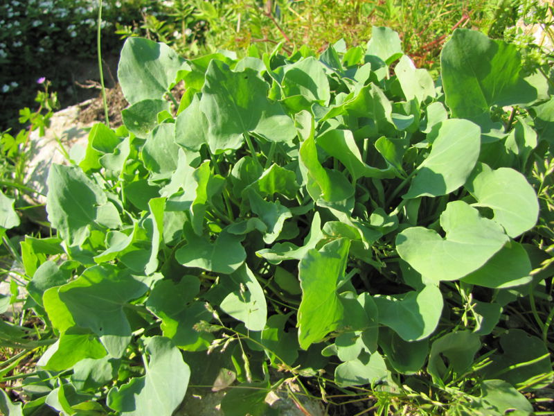 Datei:SG Schildampfer9.jpg