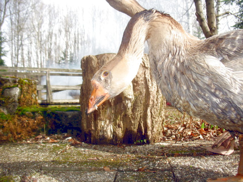 Datei:Gans Kopf Stock.jpg