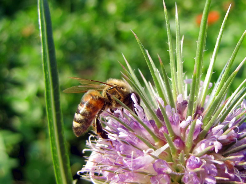 Datei:SG-Biene auf Karde5.jpg