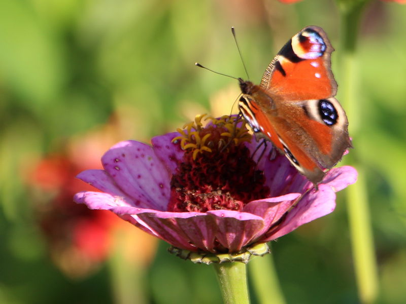 Datei:SG Schmetterling Blüte4.jpg
