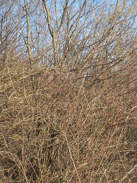 Datei:Dirndlhochstand (viele zu sehen)7.JPG