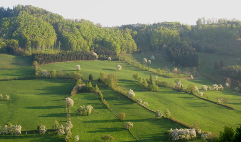 Datei:KL Tradigist Blüte.jpg