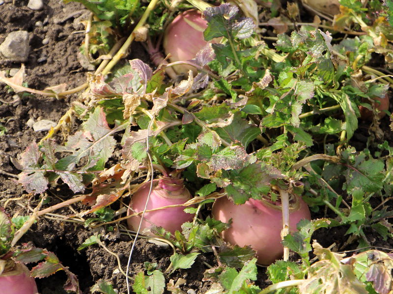Datei:SG Rübchen n Winter3.jpg
