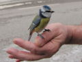 Blaumeise - Winterbesucher.jpg
