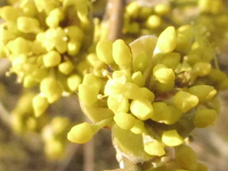 Datei:Dirndlblüte Detail5.jpg