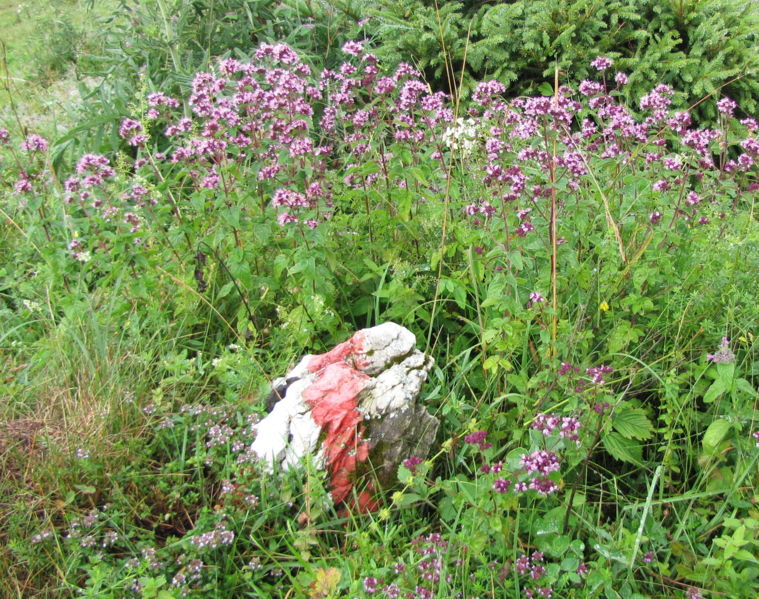 Datei:EST Markierung mit Oregano.jpg