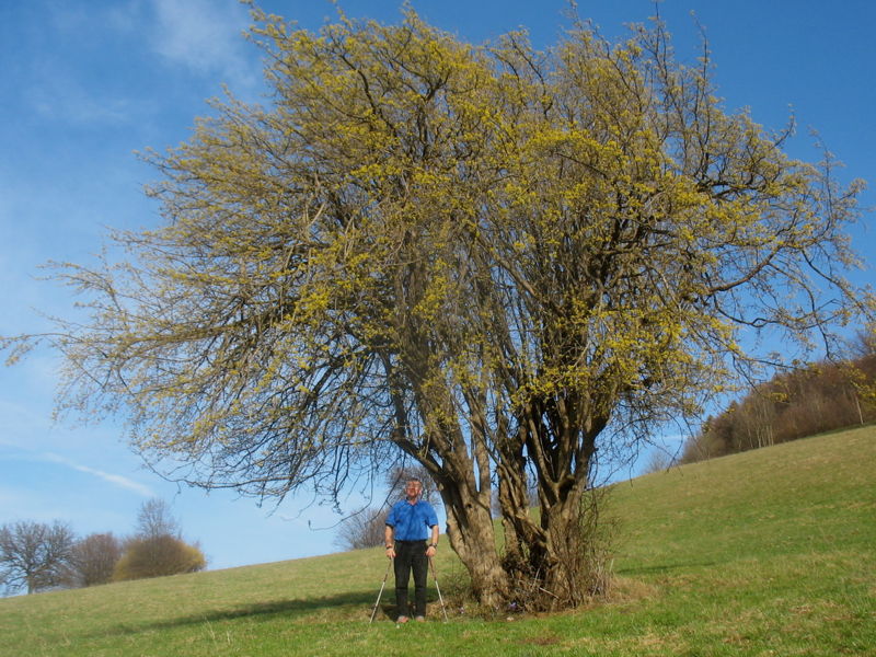 Datei:Dreifaltigkeitsdirndl Helmut.jpg