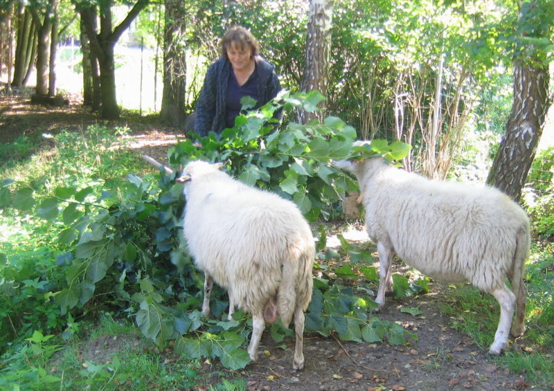 Datei:Fütterung mit Schnoatästen 2009.jpg