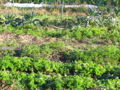 SG Herbst Prodgarten3.jpg