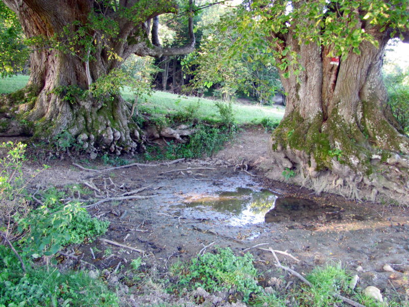 Datei:Bärnthaler Lackn Sommer.jpg